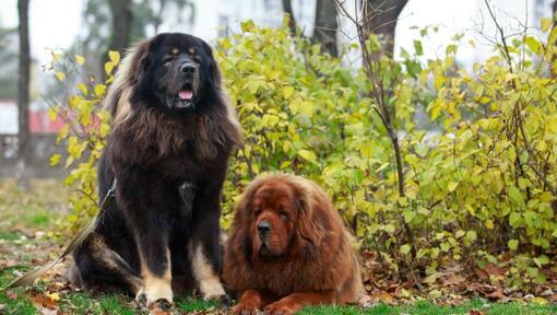 Tibetan mastiff hot sale puppy size